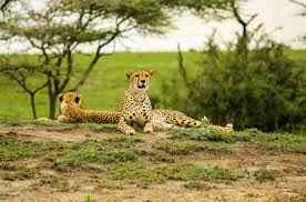 Kenyan Safari With Tanzanian Surprise Tour