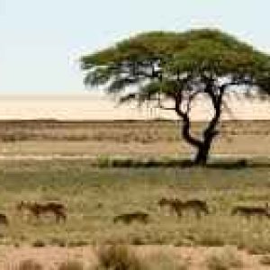 Etosha National Park