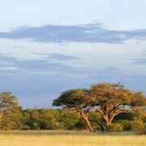 Hwange National Park 2