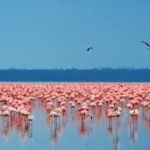 Lake Nakuru