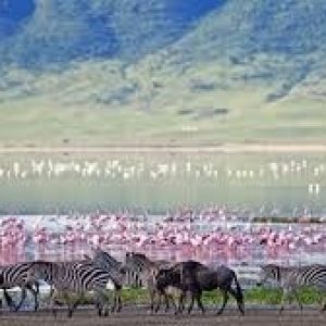 Ngorongoro