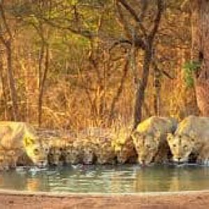 Sasan Gir