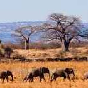 Tarangire National Park