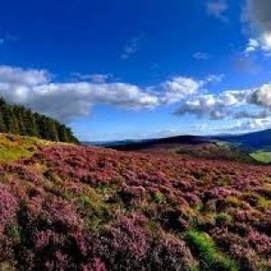 Wicklow_11zon